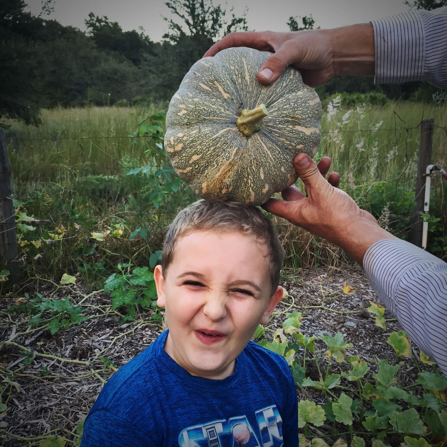 Pumpkin - Seminole  (Cucurbita moschata) 1G