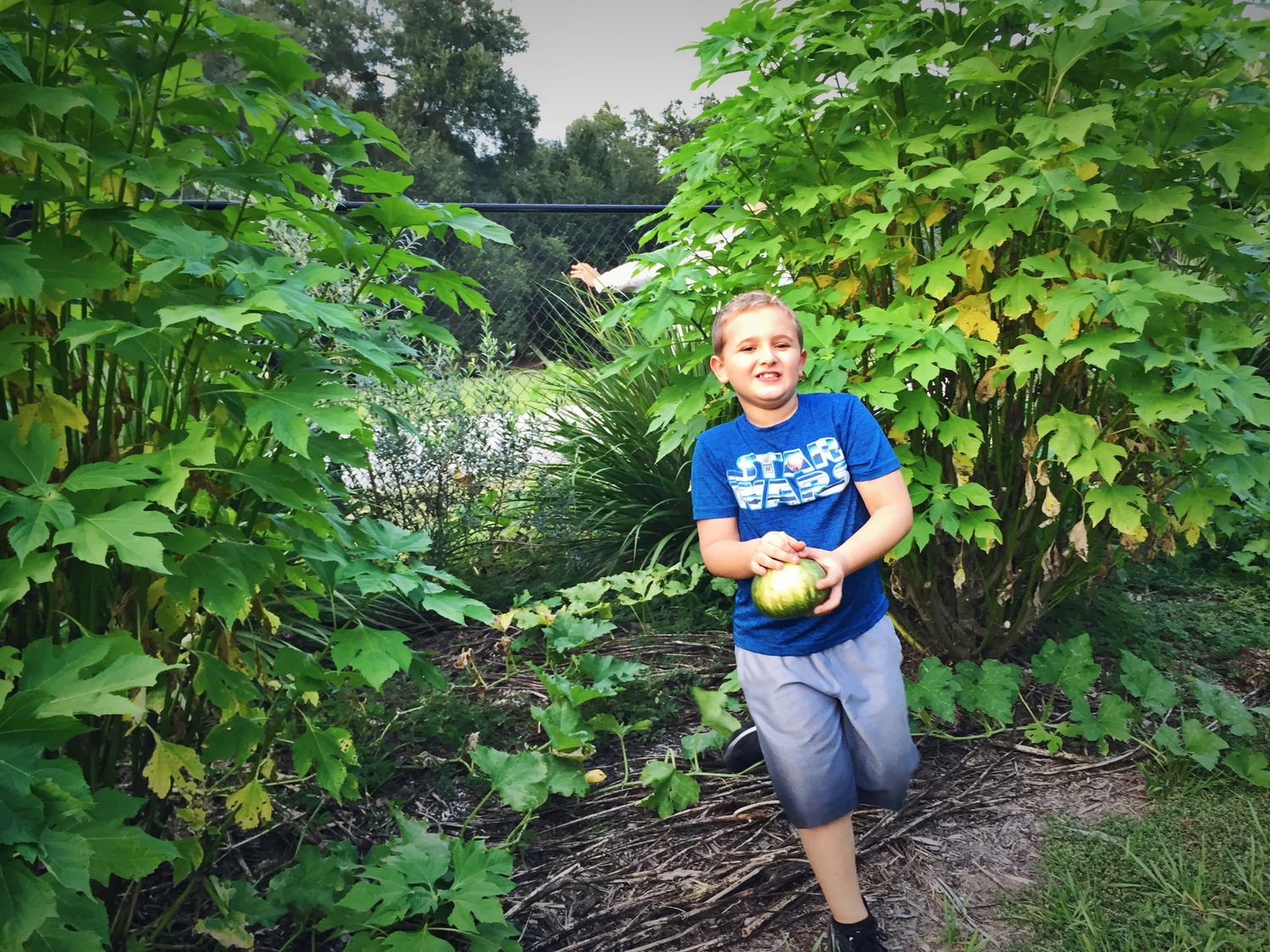 Pumpkin - Seminole  (Cucurbita moschata) 1G