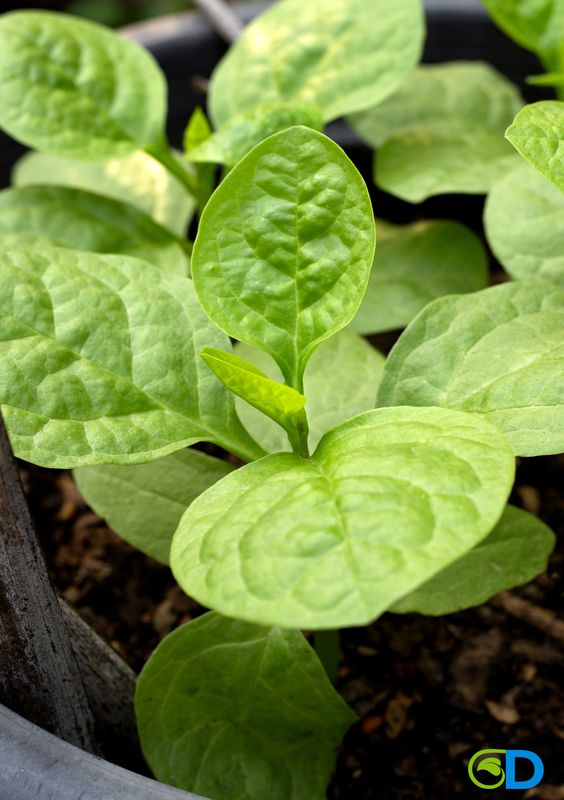 Spinach - Malabar, Green (Basella alba) 4"