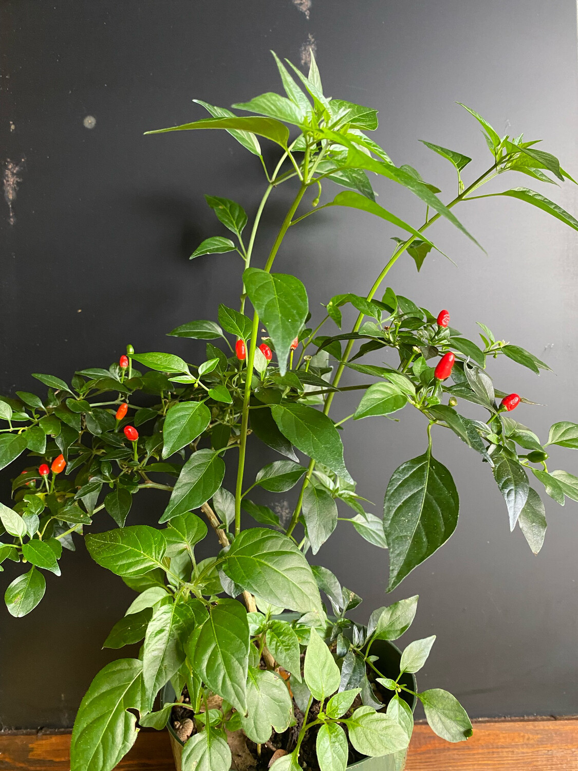 Chile - Pequin Pepper (Capsicum annuum) 1G