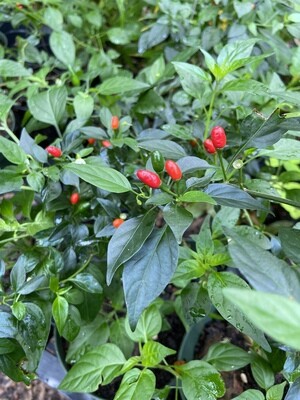 Chile - Pequin Pepper (Capsicum annuum) 1G