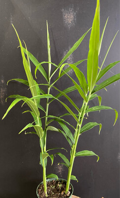 Ginger - Edible (Zingiber officinale) 4"
