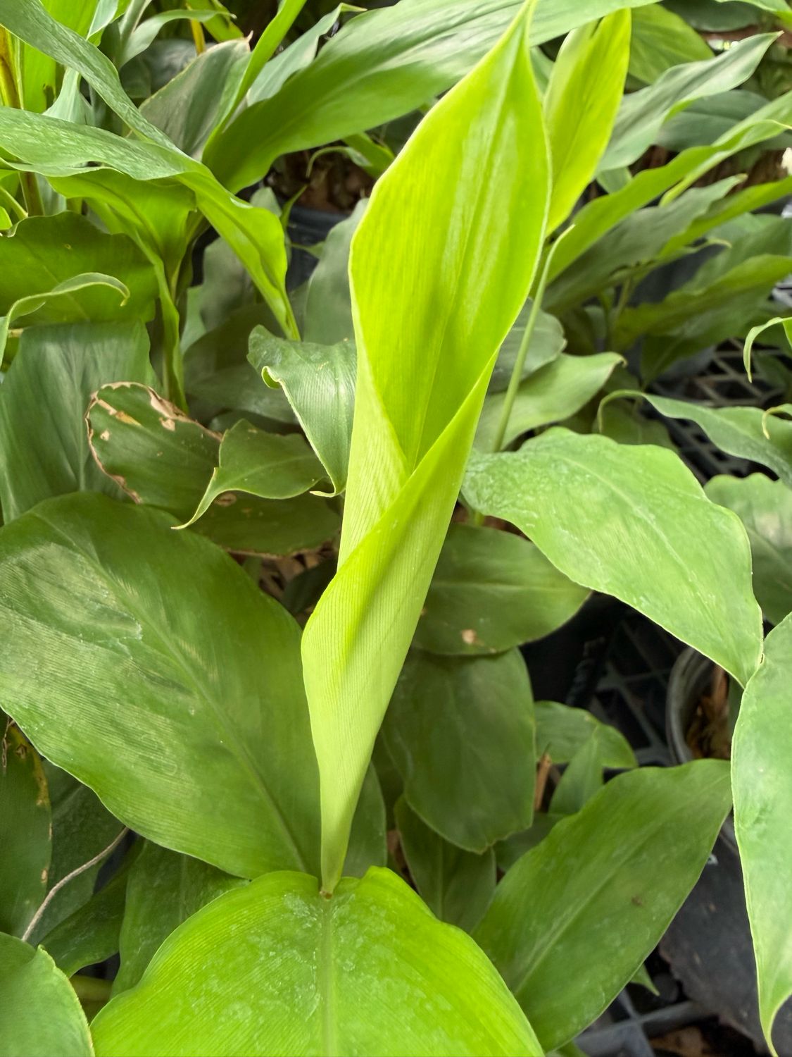 Cardamom - Ethiopian  (Aframomum corrorima) 1G