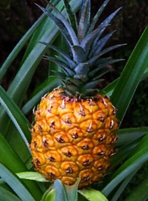 Pineapple - Sugarloaf (Ananas comosus) 4"