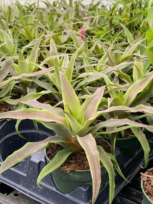 Pineapple - Sugarloaf (Ananas comosus) 4"
