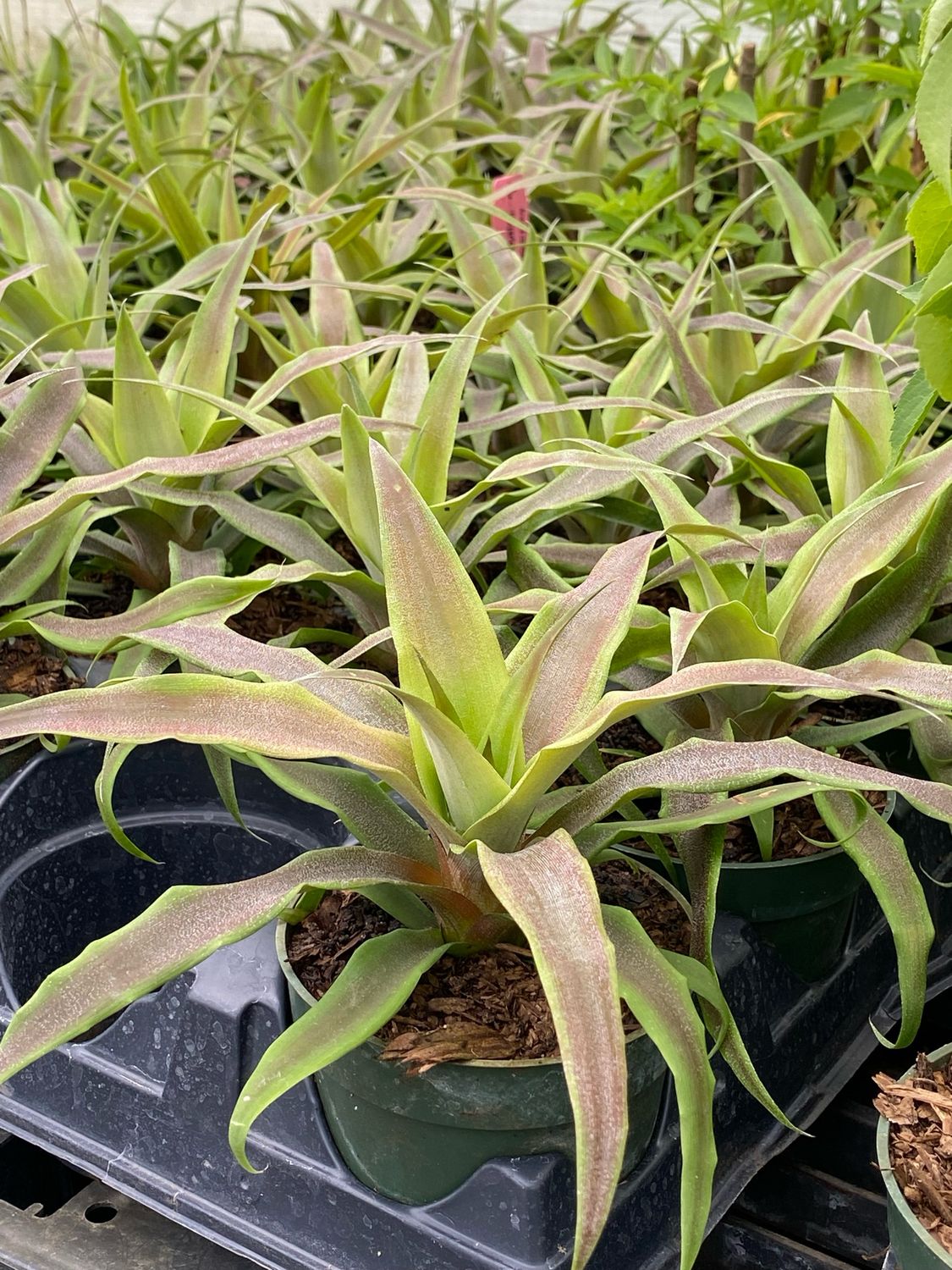 Pineapple - Sugarloaf (Ananas comosus) 4"