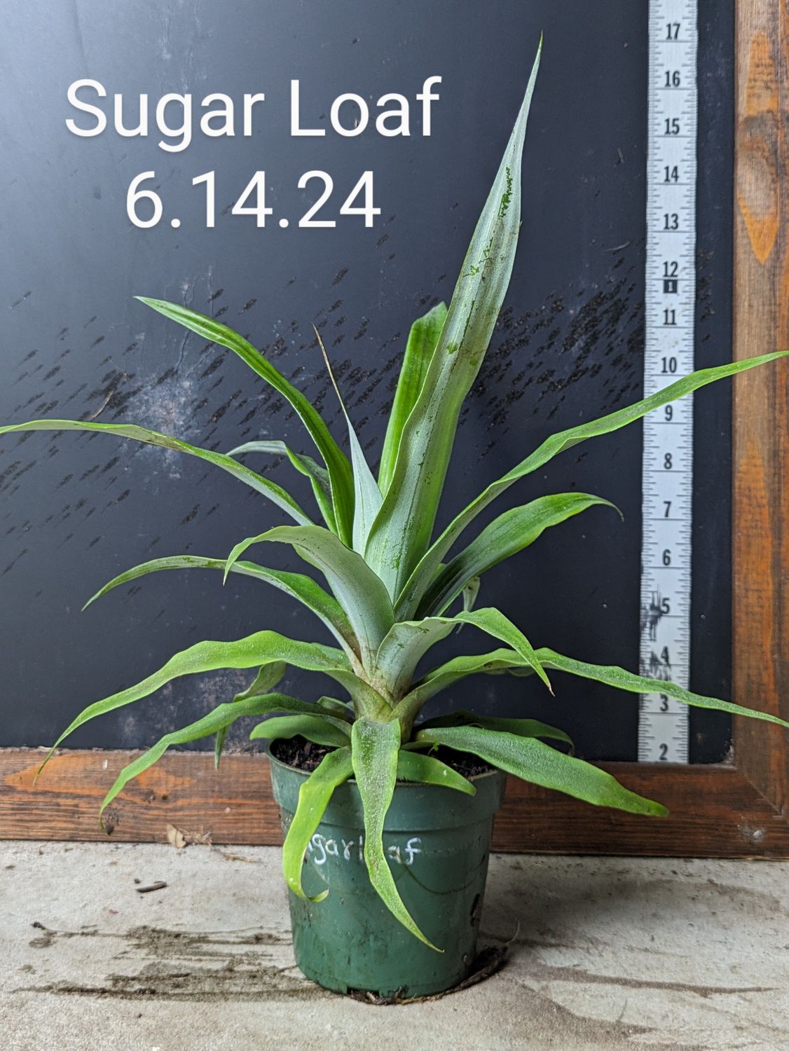 Pineapple - Sugarloaf (Ananas comosus) 4"