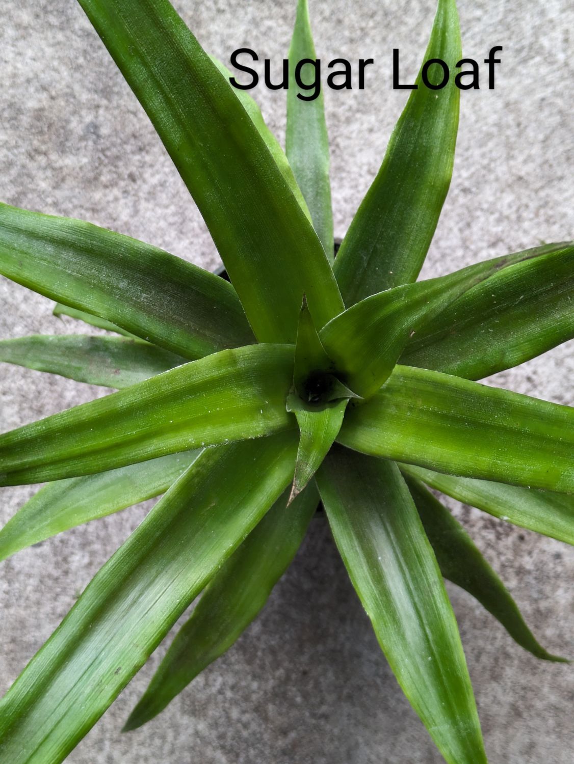 Pineapple - Sugarloaf (Ananas comosus) 4"
