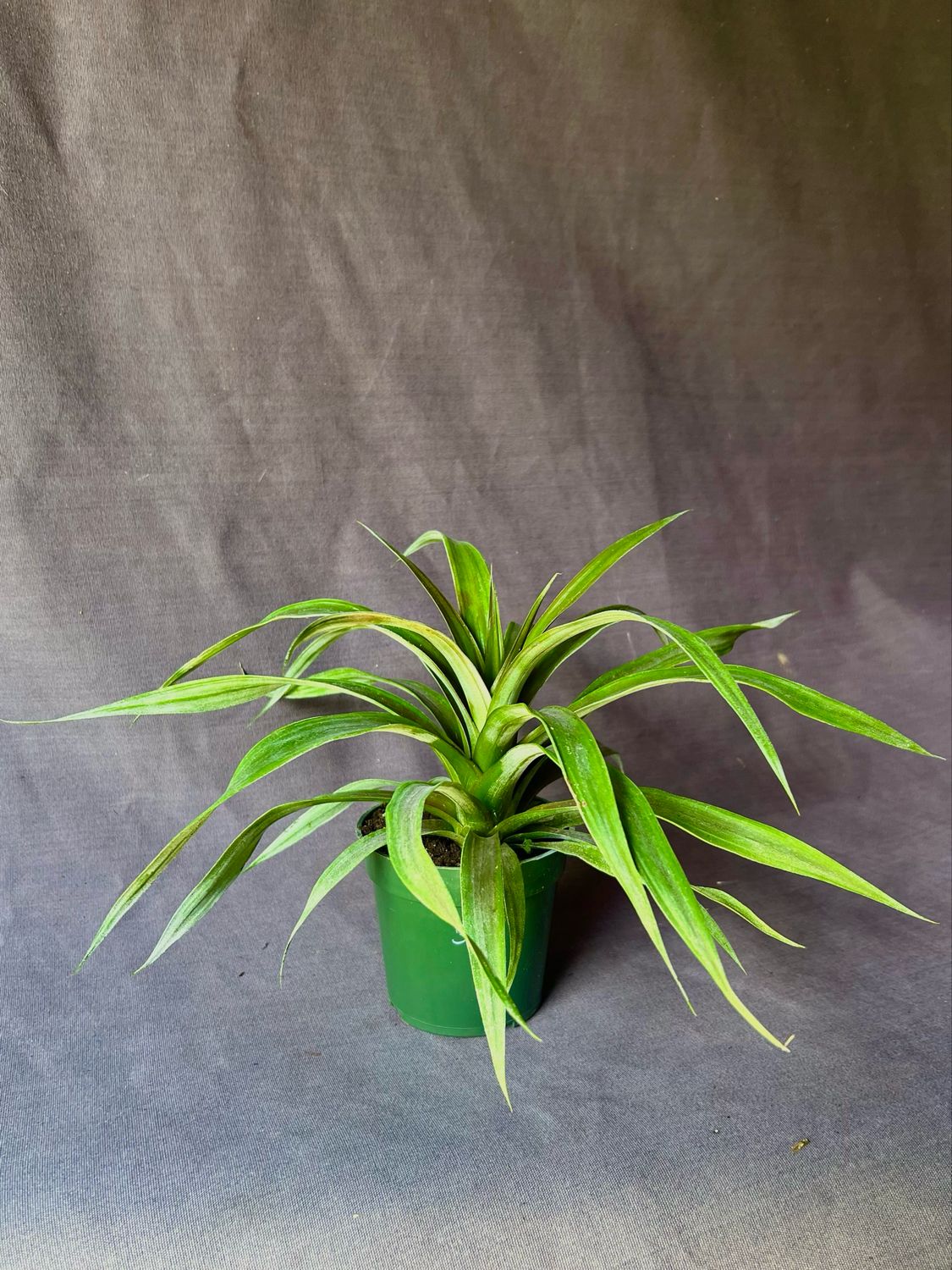 Pineapple - Sugarloaf (Ananas comosus) 4"