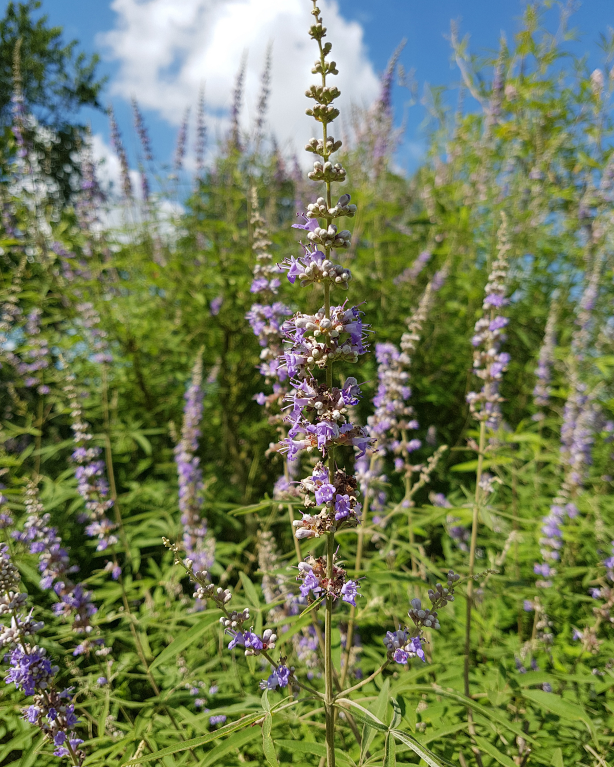 Vitex - Chaste Tree (Vitex agnus-castus) 4"