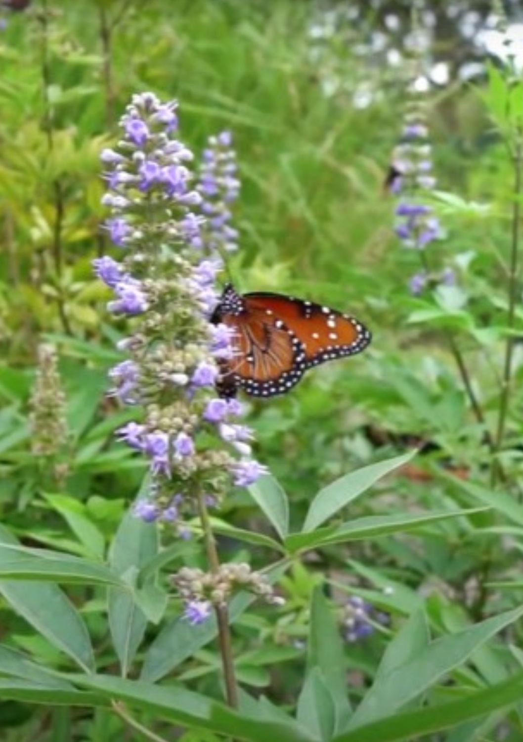 Vitex - Chaste Tree (Vitex agnus-castus) 4"