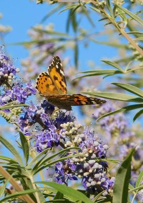 Vitex - Chaste Tree (Vitex agnus-castus) 4"