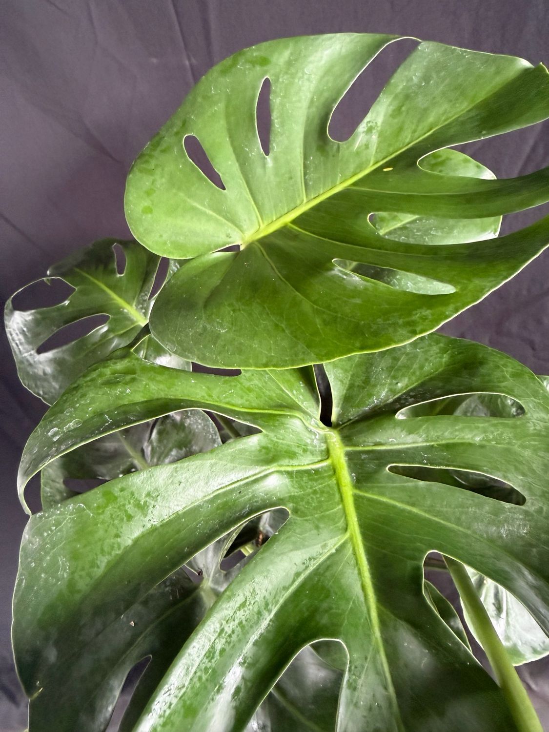 Monstera (Monstera deliciosa) 1G