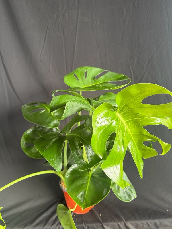Monstera (Monstera deliciosa) 1G