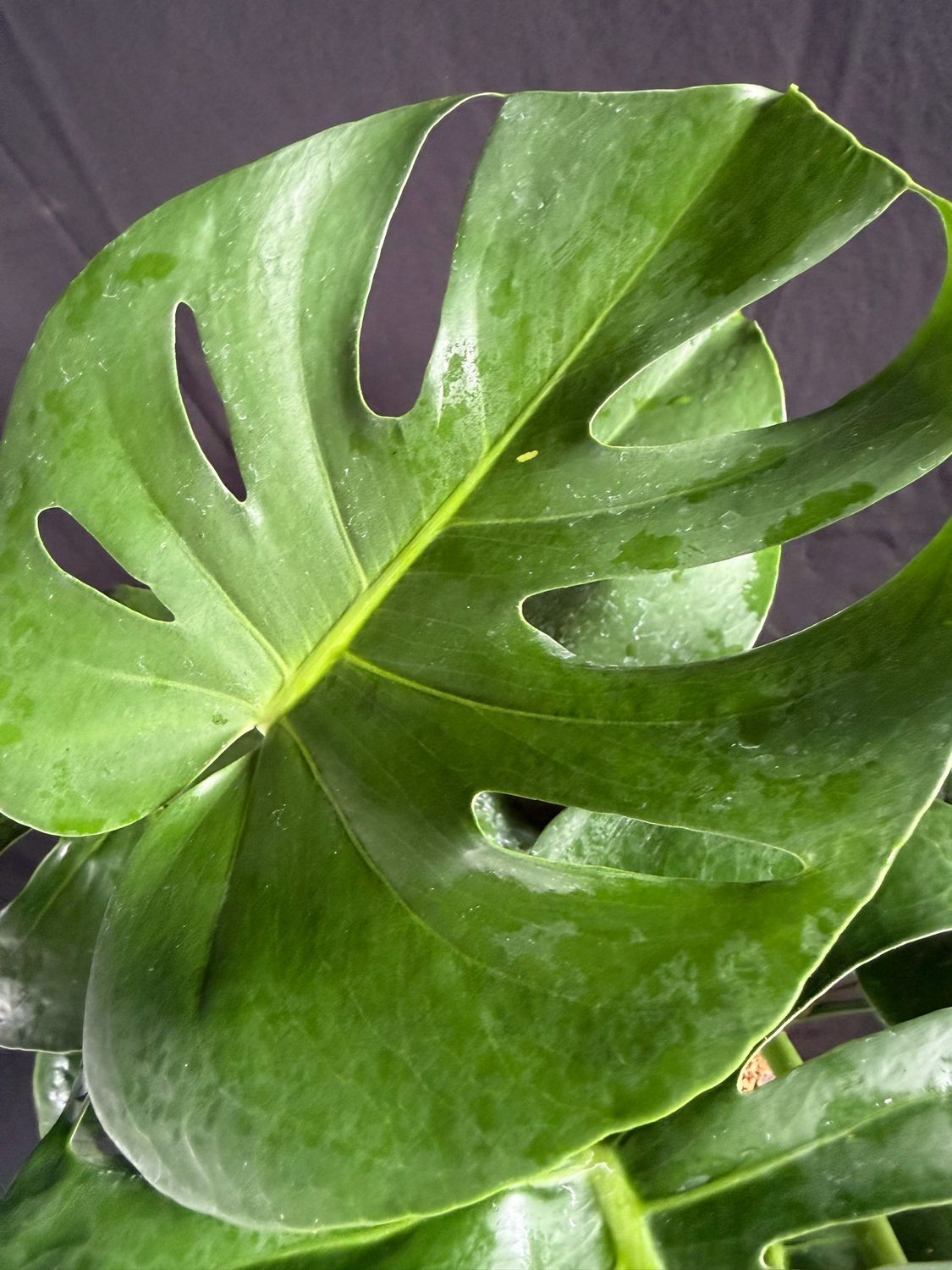 Monstera (Monstera deliciosa) 1G