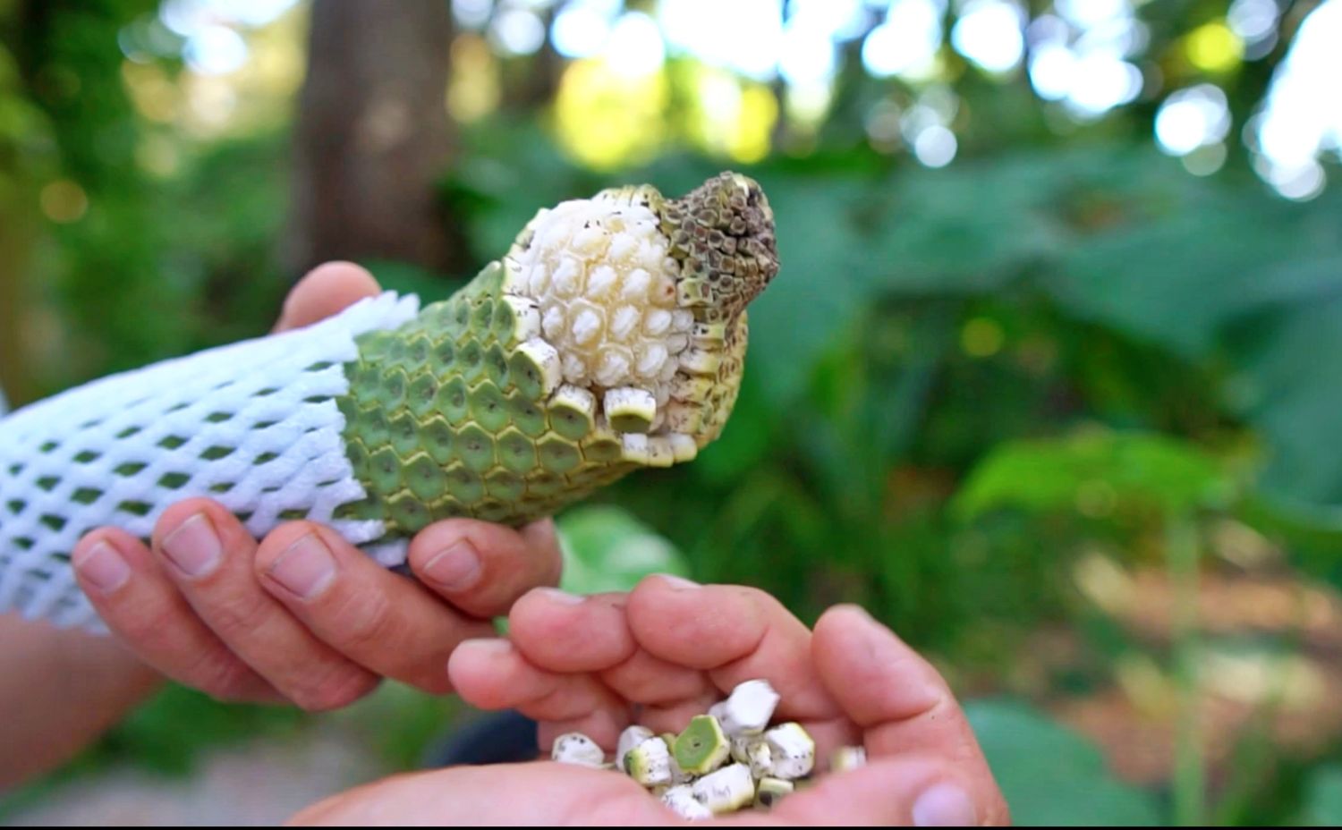 Monstera (Monstera deliciosa) 1G