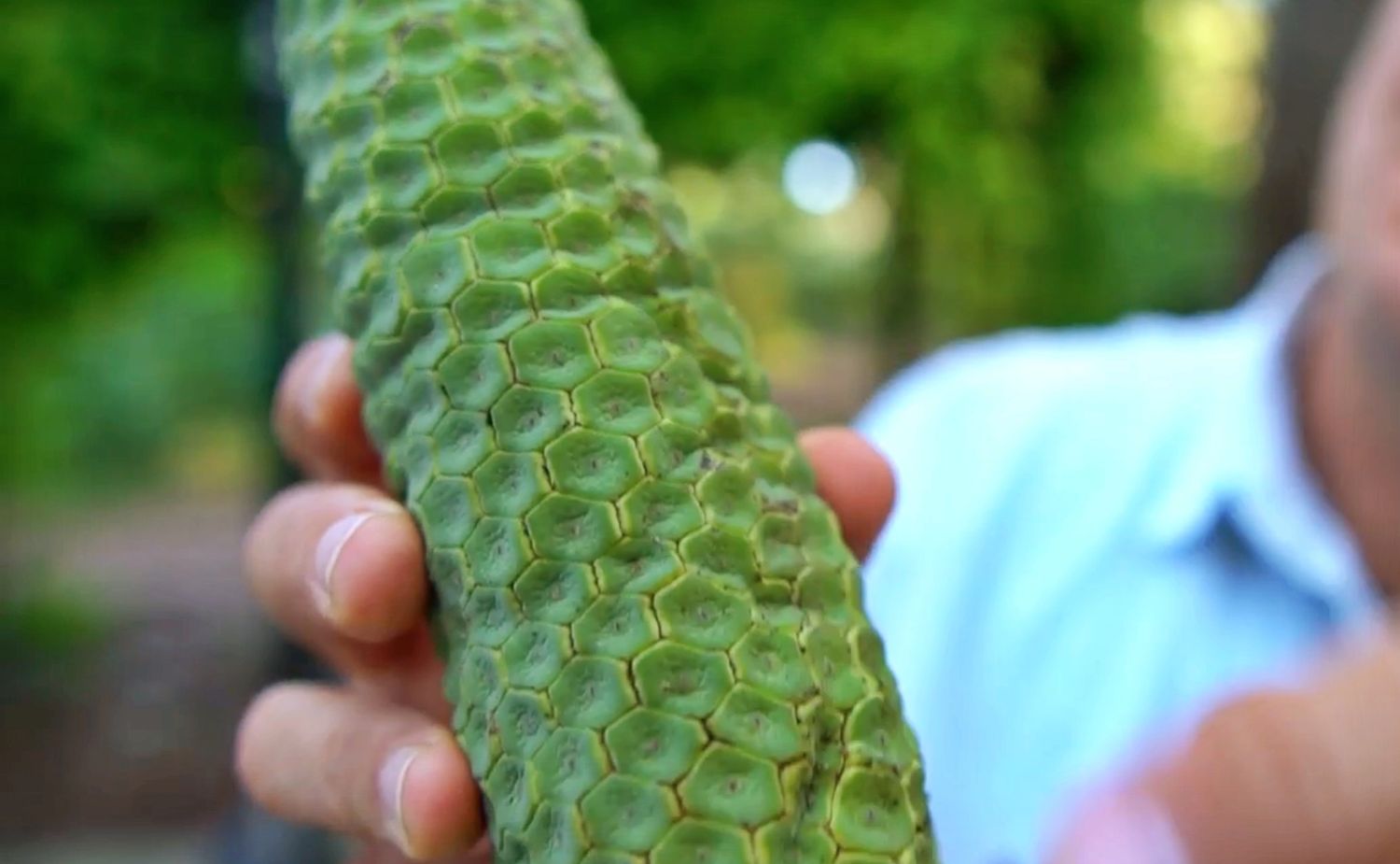 Monstera (Monstera deliciosa) 1G