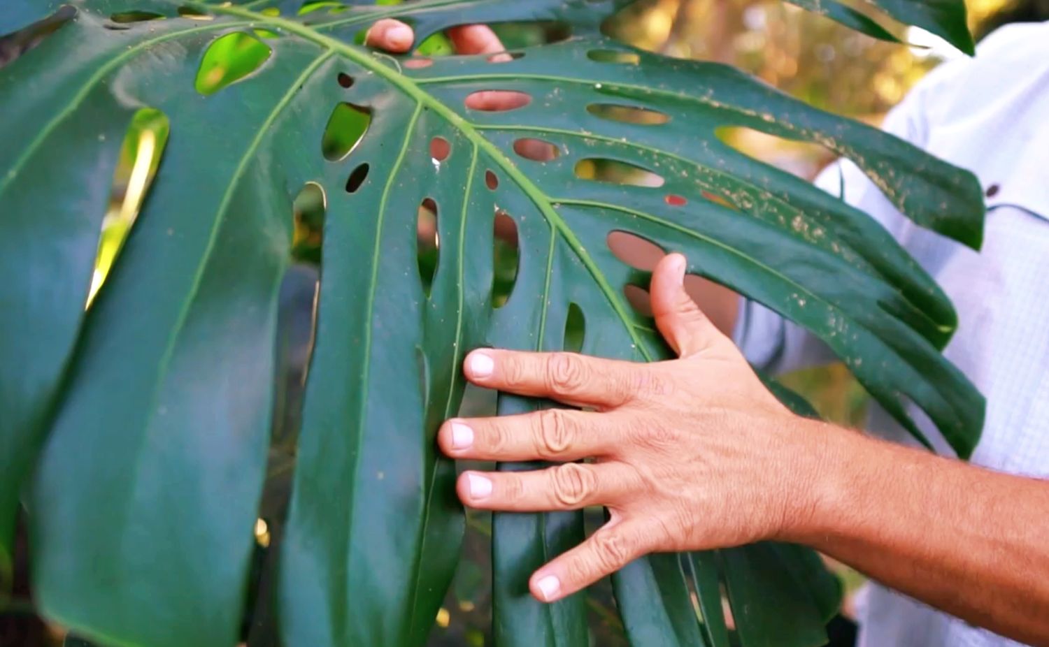 Monstera (Monstera deliciosa) 1G