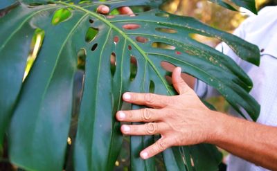 Monstera (Monstera deliciosa) 1G
