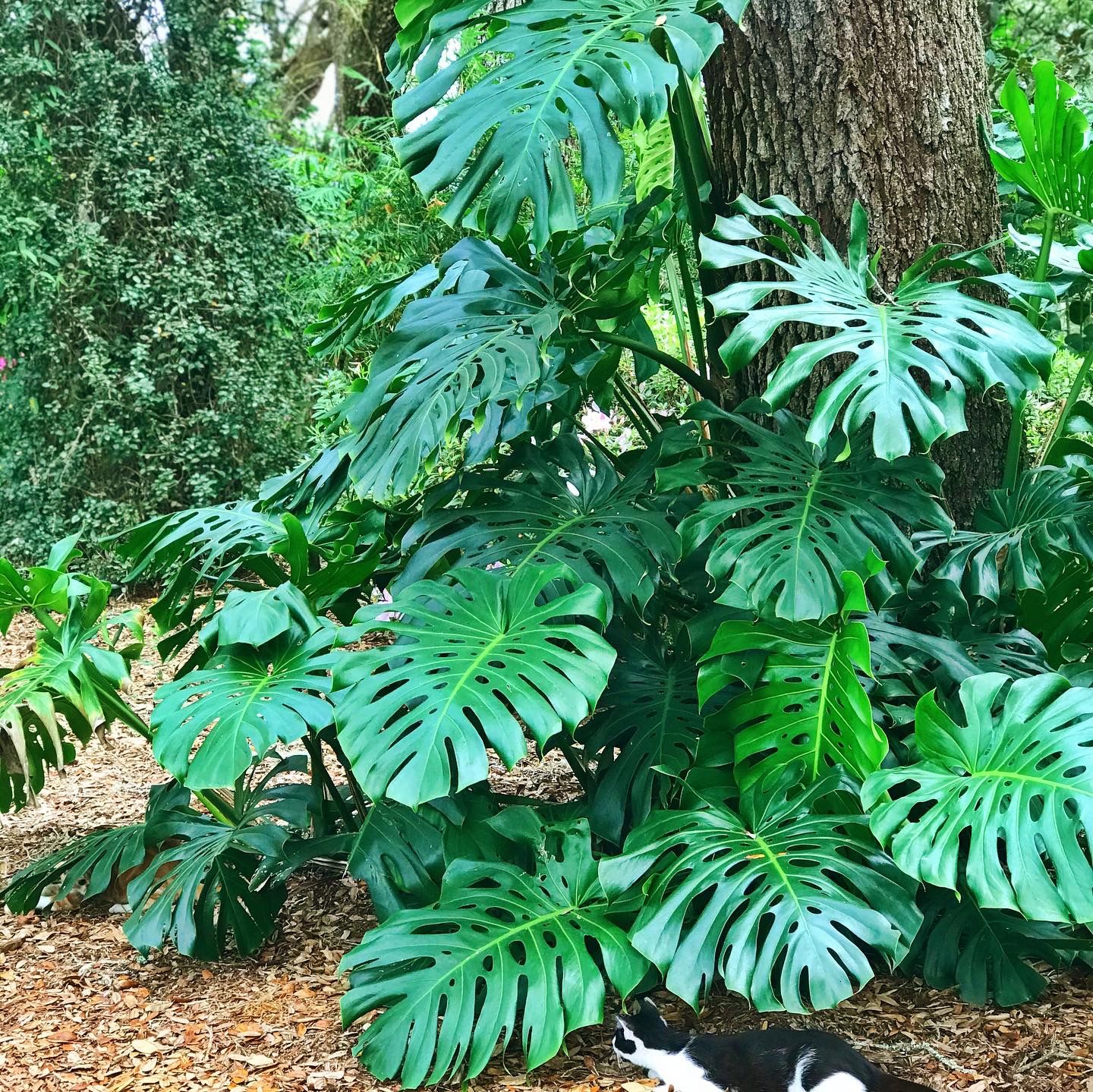 Monstera (Monstera deliciosa) 1G