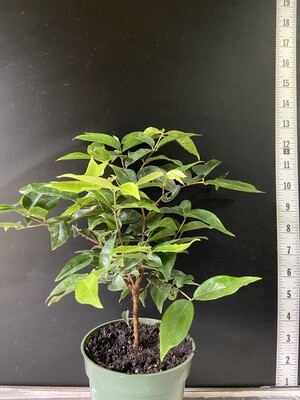 Jaboticaba Tree Grape - Scarlet (Plinia cauliflora) 4"