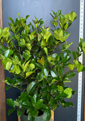 Cherry - Grumichama, Dwarf (Eugenia itaguahiensis) 2G