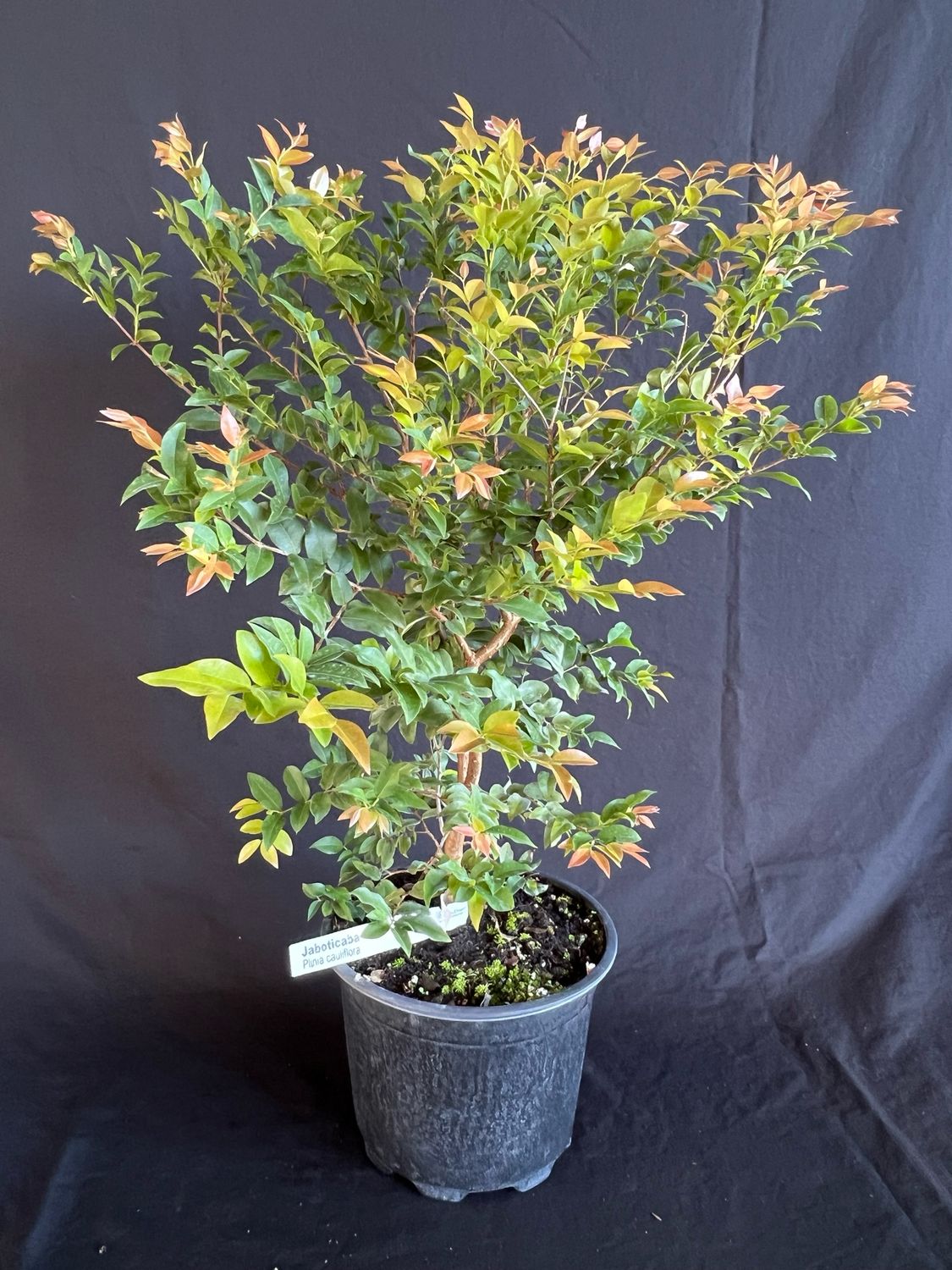 Jaboticaba Tree - Sabara (Plinia cauliflora) 2G