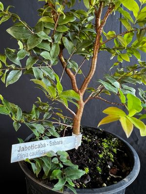 Jaboticaba Tree - Sabara (Plinia cauliflora) 2G