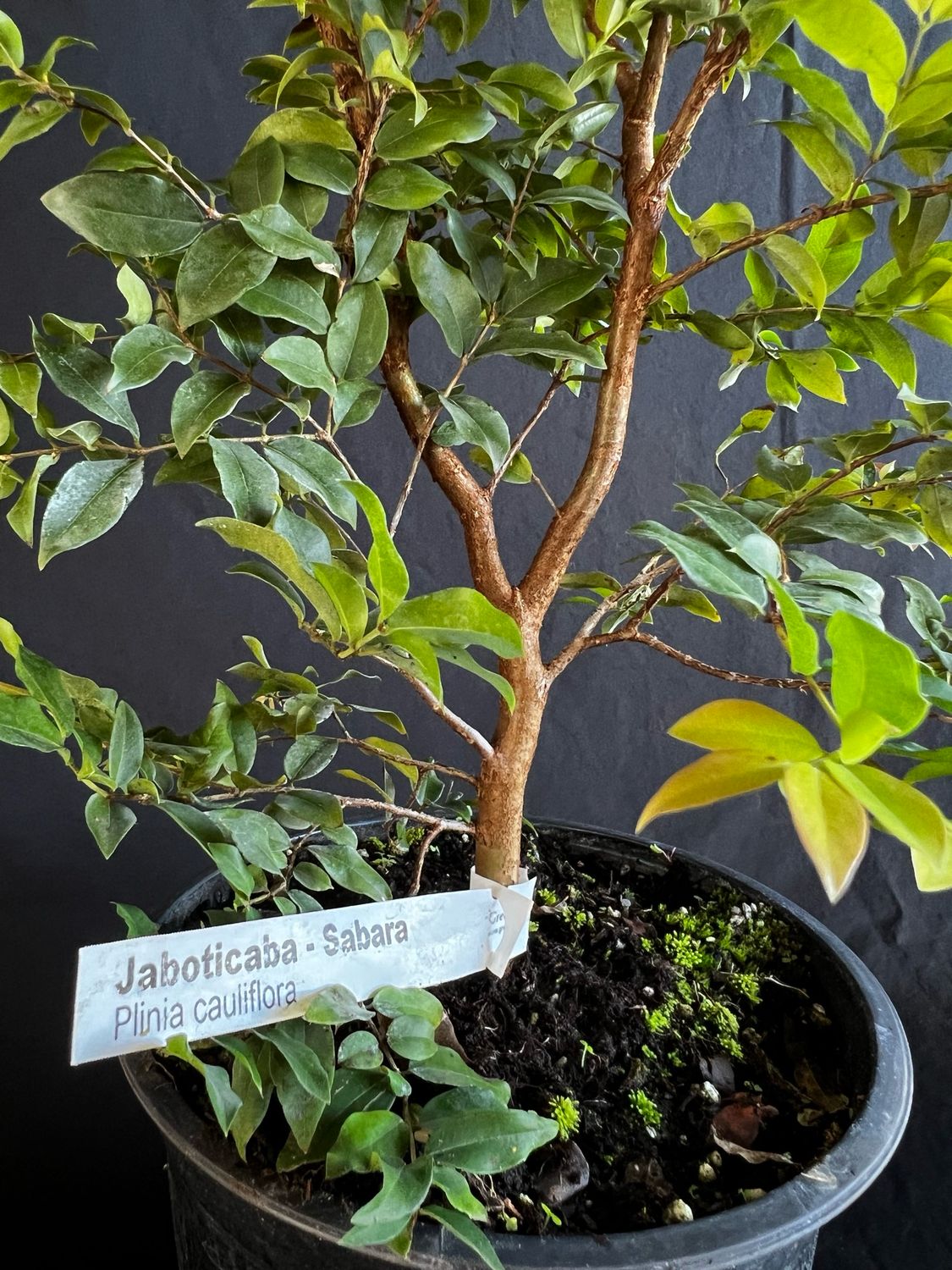 Jaboticaba Tree - Sabara (Plinia cauliflora) 2G