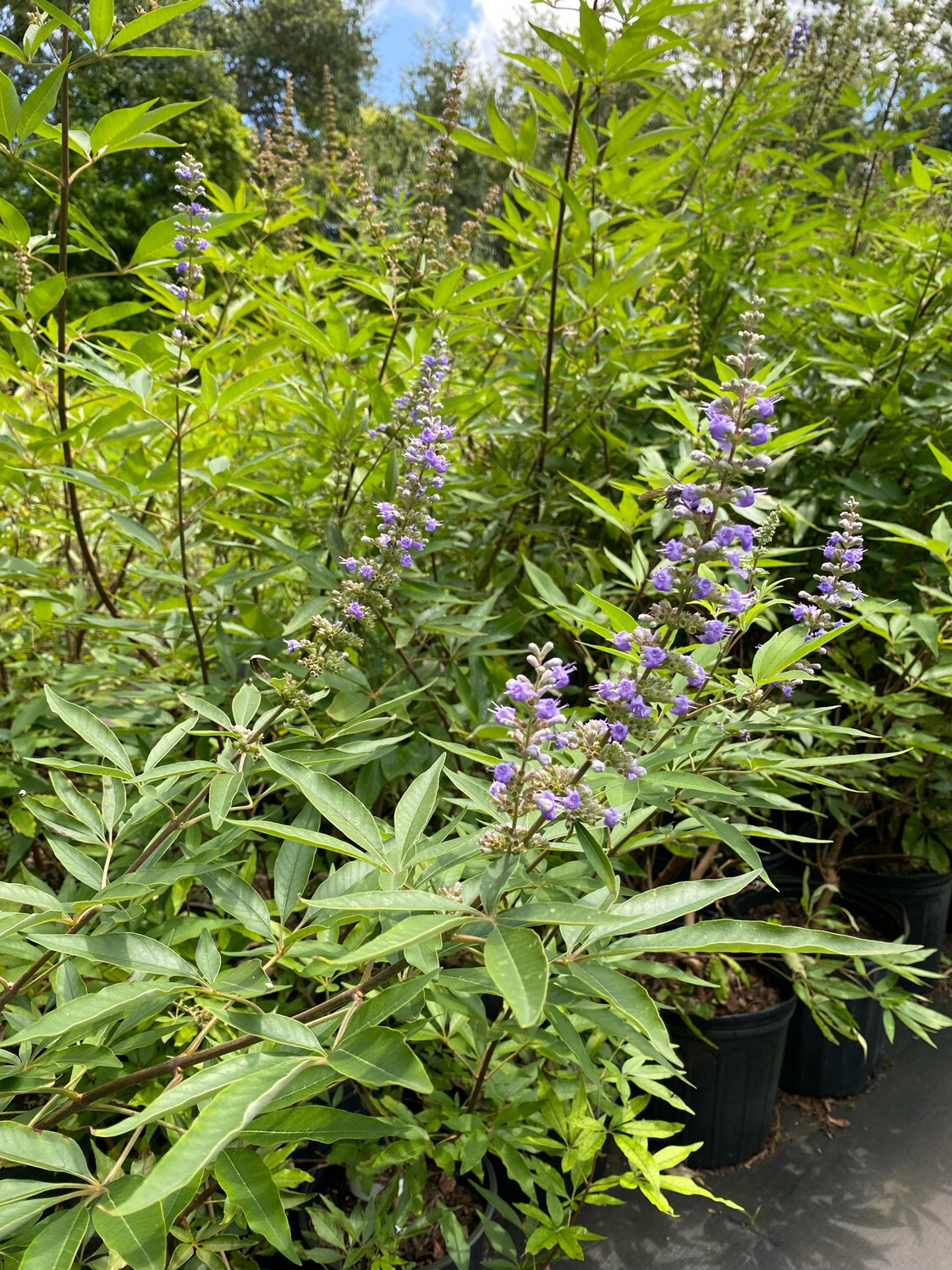 Vitex - Chaste Tree, Dwarf (Vitex agnus-castus) 4"