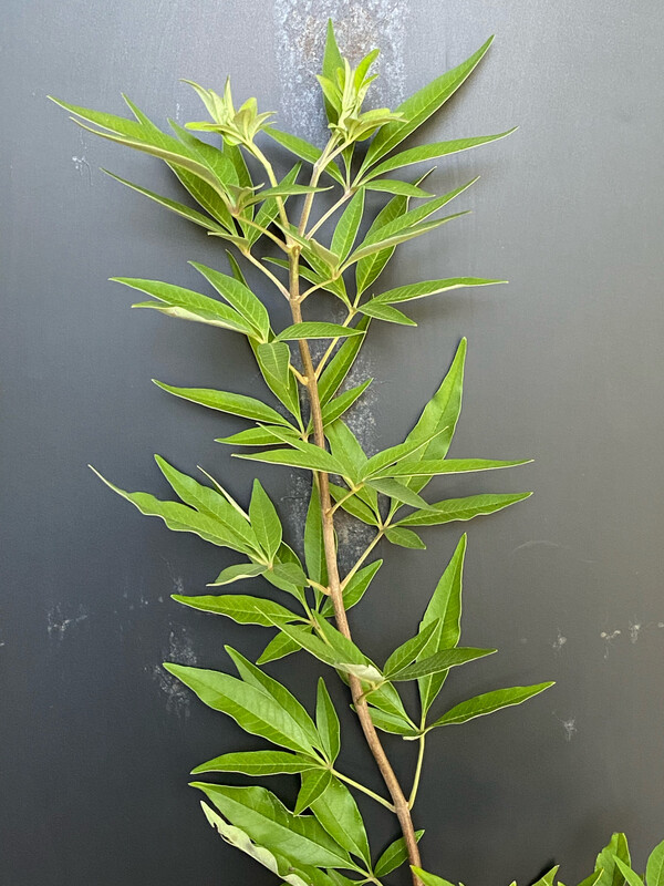 Vitex - Chaste Tree, Dwarf (Vitex agnus-castus) 4"