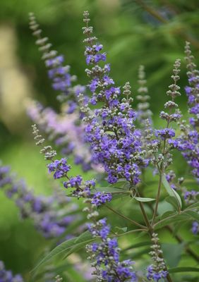 Vitex - Chaste Tree, Dwarf (Vitex agnus-castus) 4"