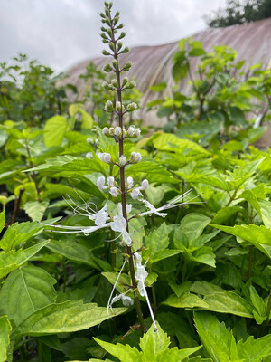 Cat Whiskers (Orthosiphon aristatus) 4"