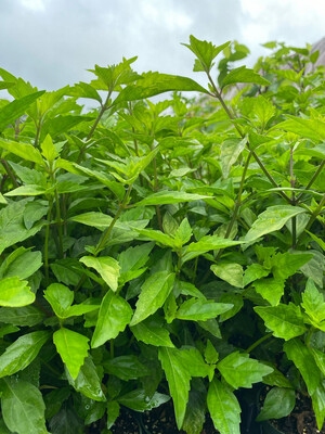 Cat Whiskers (Orthosiphon aristatus) 4"
