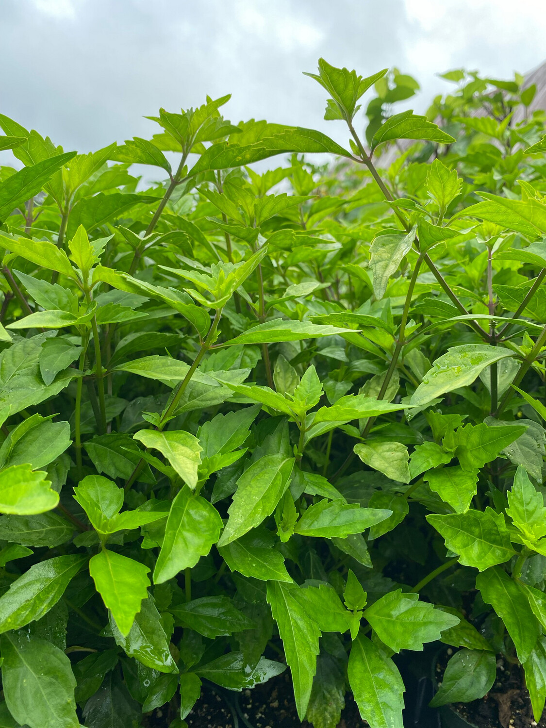 Cat Whiskers (Orthosiphon aristatus) 4"