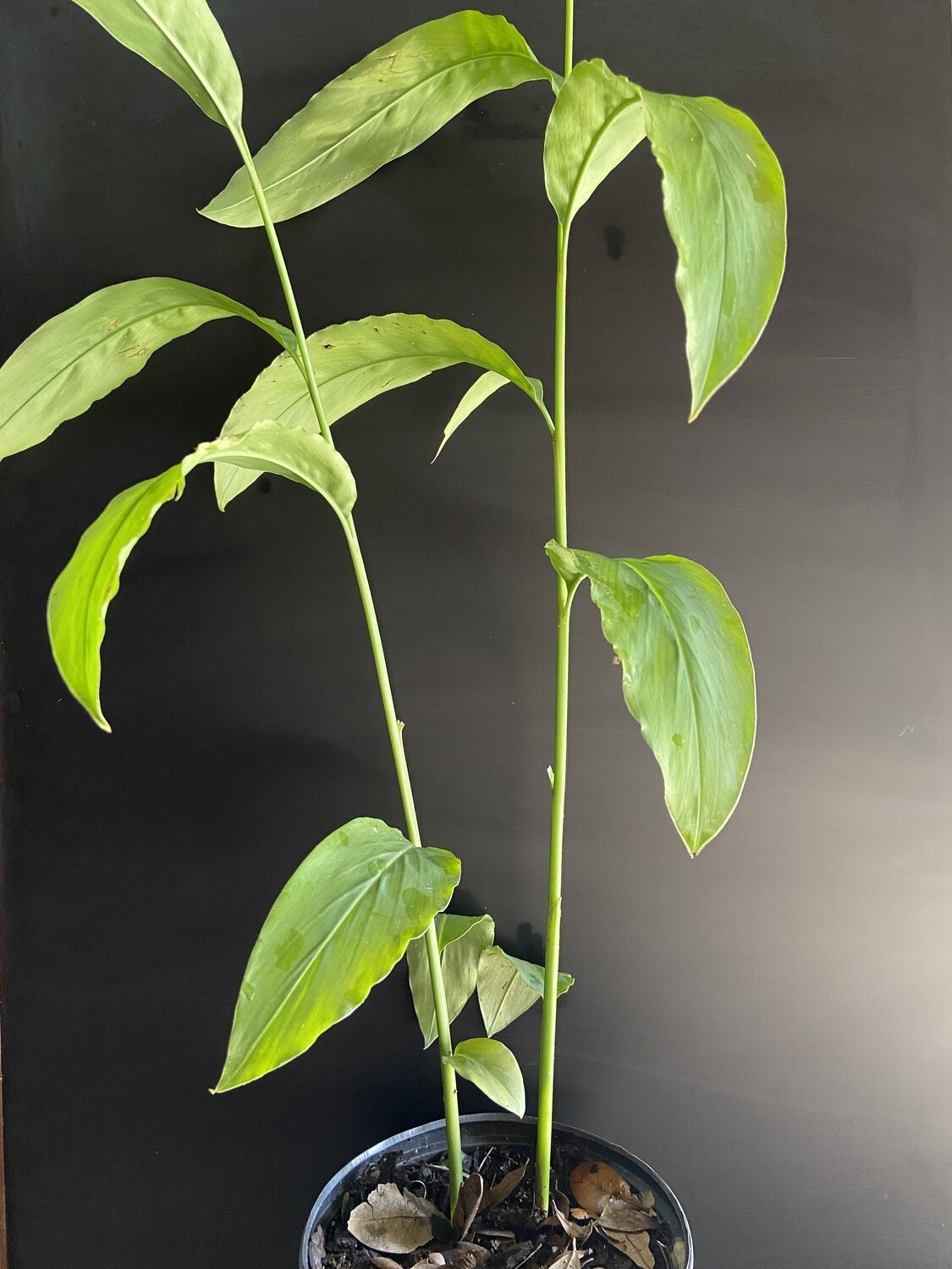 Galangal, Greater (Alpinia galanga), "Thai Ginger" 1G