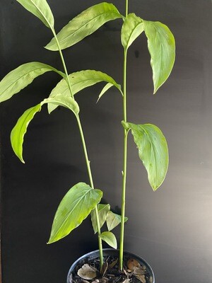 Galangal, Greater (Alpinia galanga), "Thai Ginger" 1G