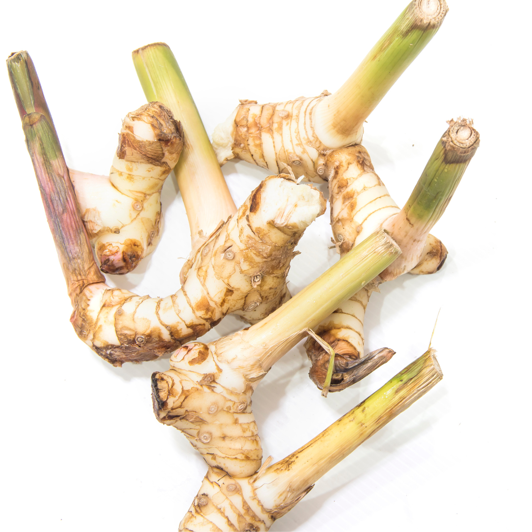 Galangal, Greater (Alpinia galanga), "Thai Ginger" 1G