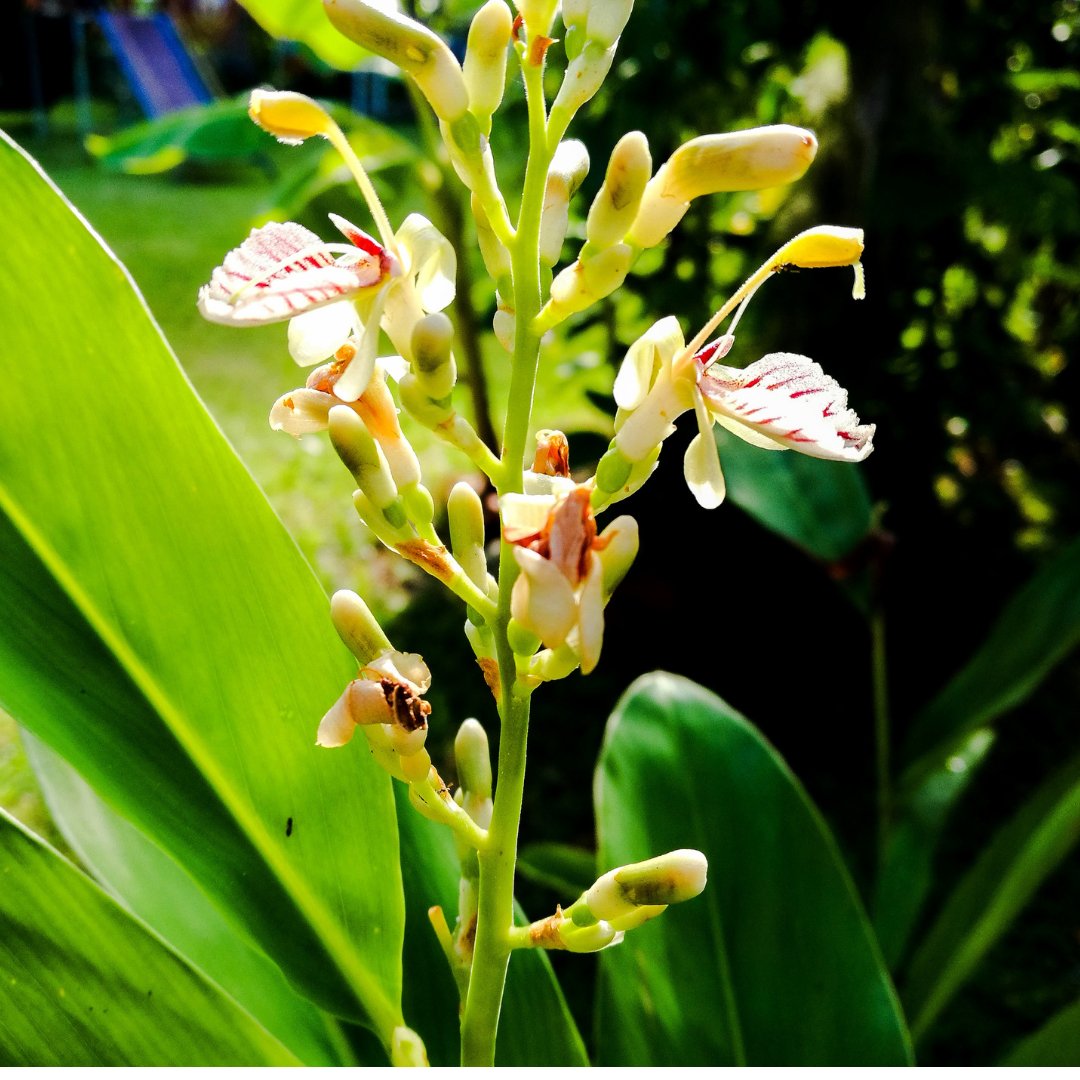 Galangal, Greater (Alpinia galanga), "Thai Ginger" 1G