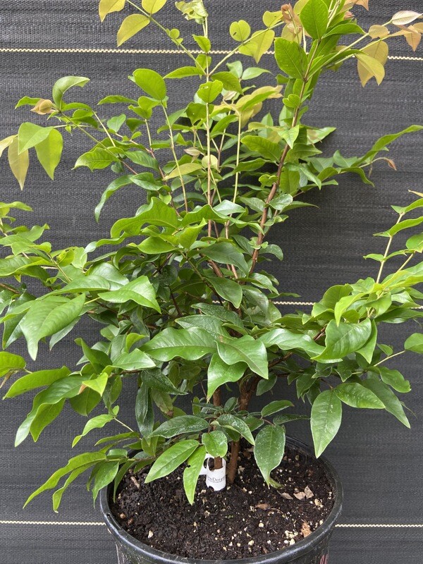 Jaboticaba Tree Grape - Red (Plinia cauliflora) 2G