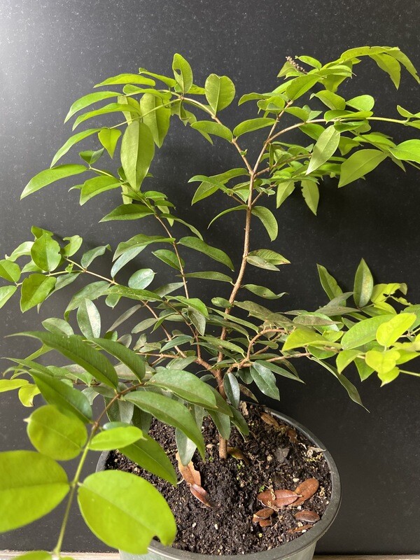 Jaboticaba Tree Grape - Grimal (Plinia cauliflora) 2G