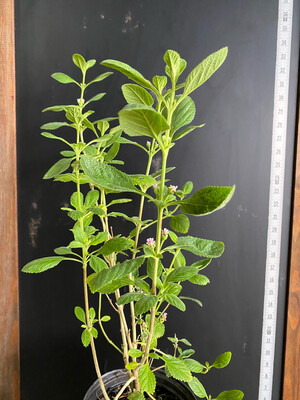 Oregano - Mexican (Lippia graveolens) 1G
