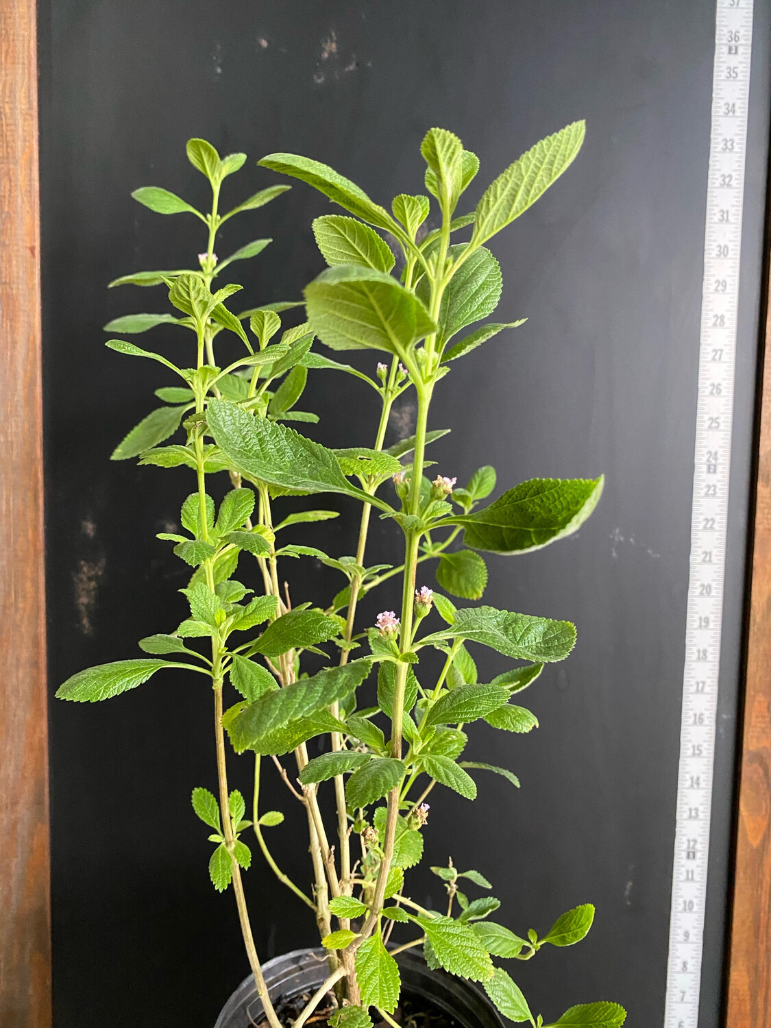 Oregano - Mexican (Lippia graveolens) 1G