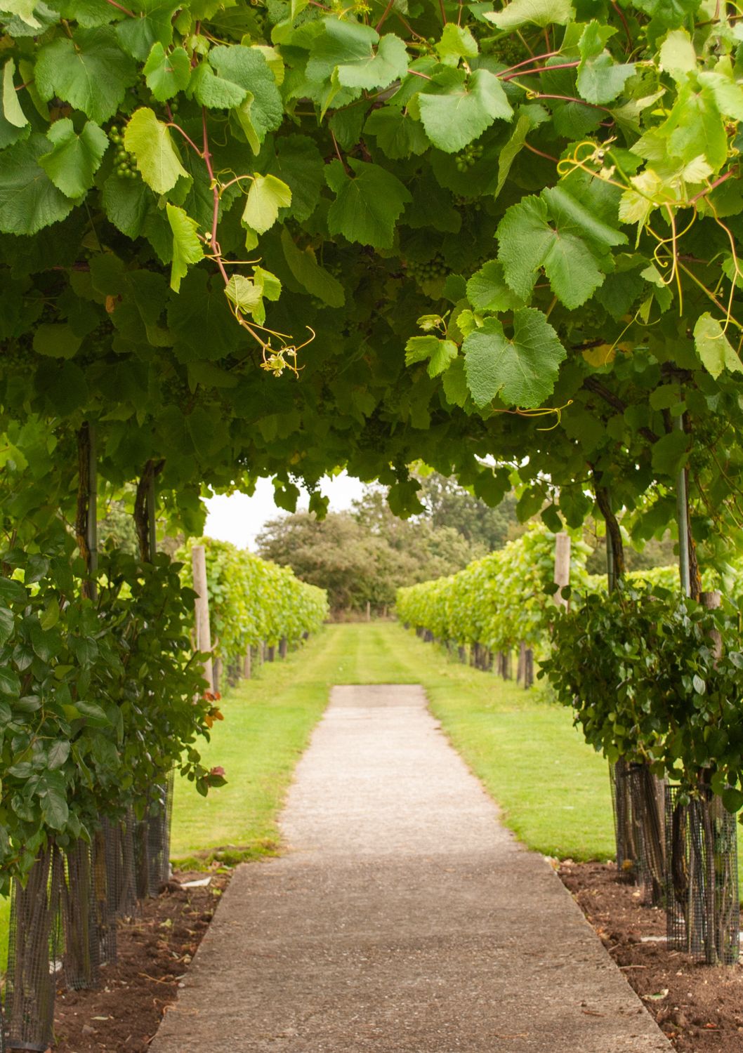 Grape - Summit (Vitus rotundifolia) 1G