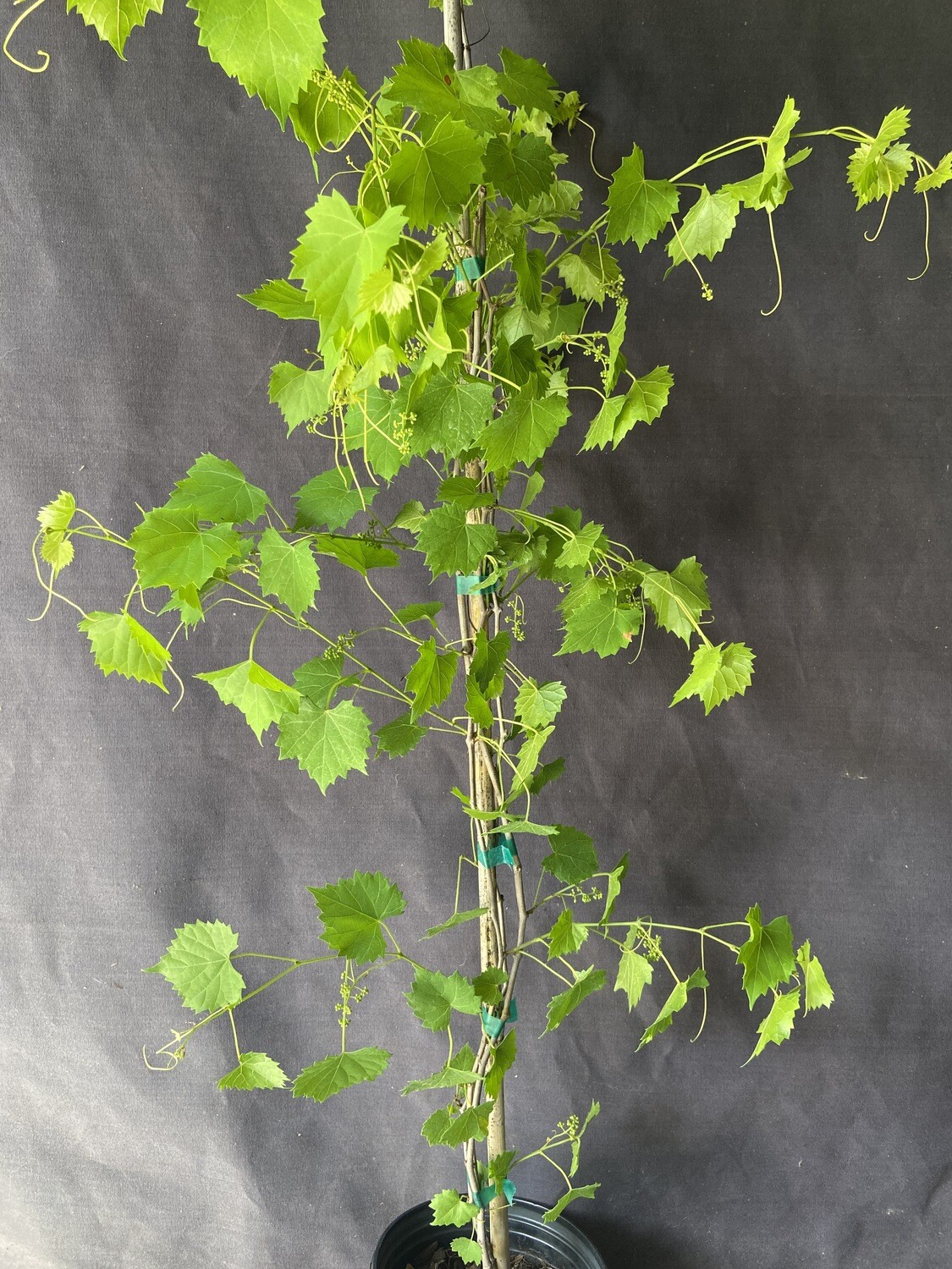 Grape - Carlos (Vitus rotundifolia) 1G