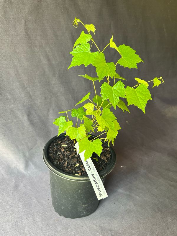 Grape - Carlos (Vitus rotundifolia) 1G
