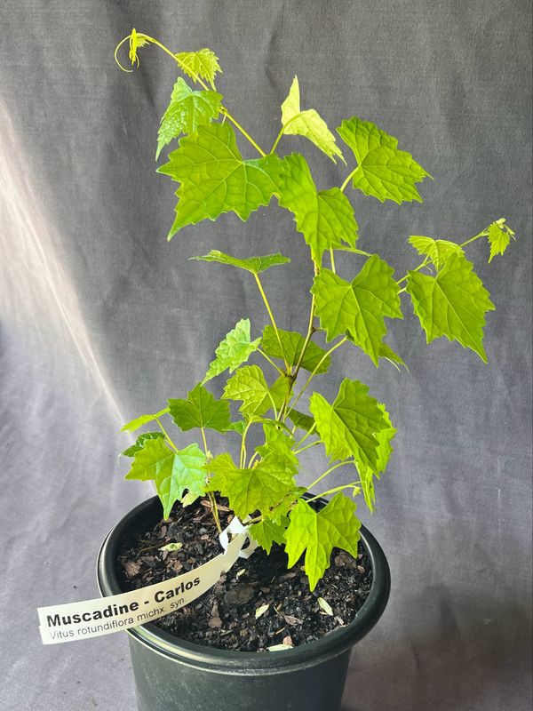 Grape - Carlos (Vitus rotundifolia) 1G