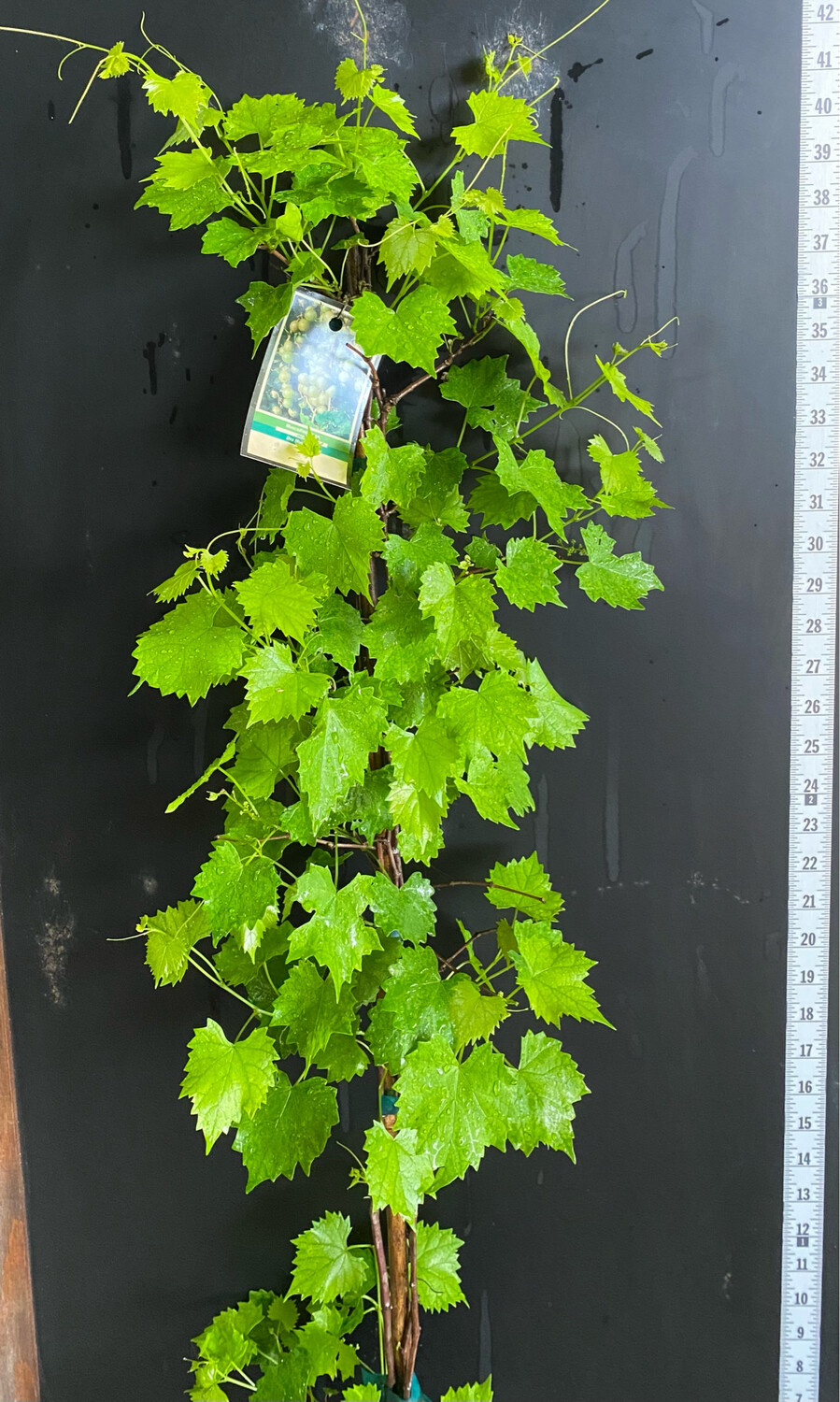 Grape - Welder (Vitus rotundifolia) 1G
