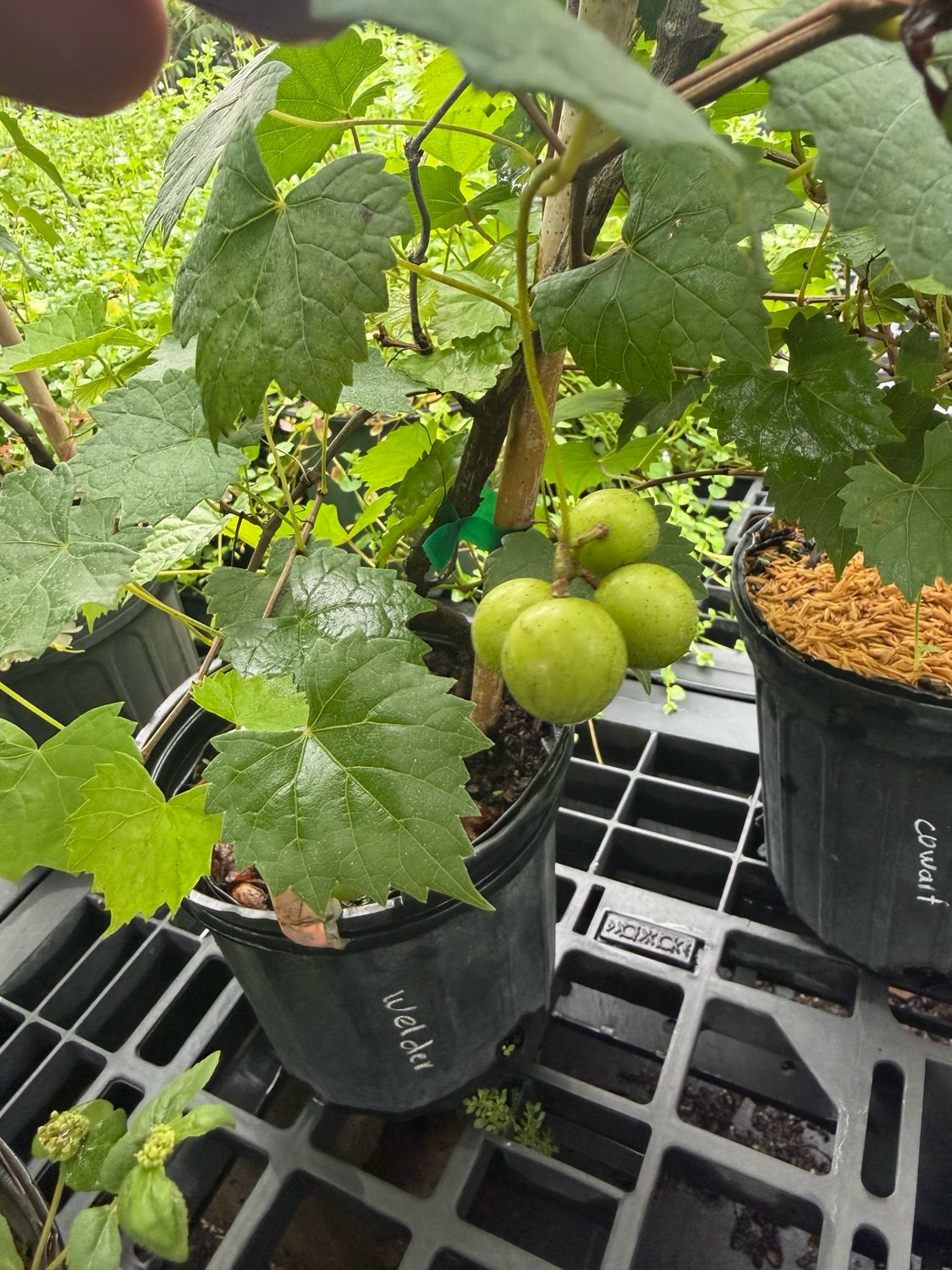 Grape - Welder (Vitus rotundifolia) 1G