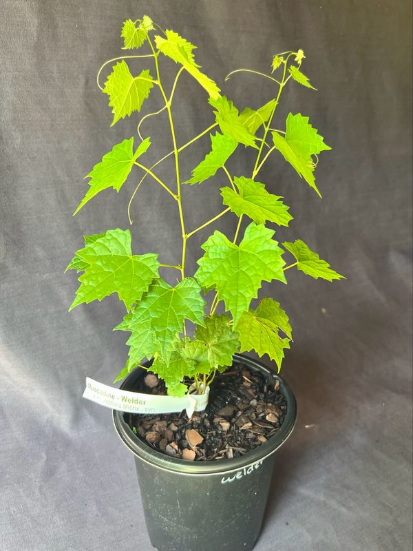 Grape - Welder (Vitus rotundifolia) 1G